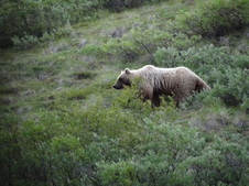 Medvěd Grizzly, jedno z nejzajímavějších zvířat, které tu uvidíte.